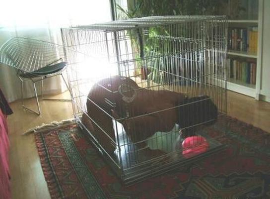 BDSM - Caged naked subs and slaves