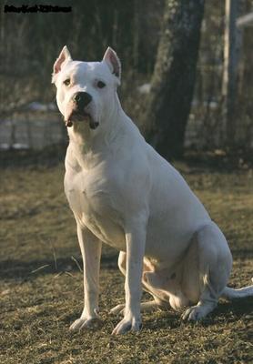 Hunde zum Spaß