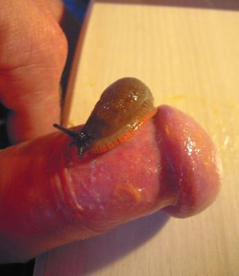 BIG BUG ON MY HARD DICK