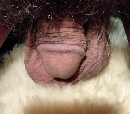 Pequeño pene